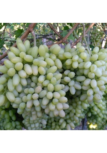 Tüplü Çekirdeksiz Beyaz Hatun Parmağı Üzüm AsmaBağ Fidanı