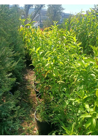 Melisa Akşam Sefası Fidanı 30-50 Cm