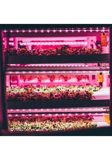 Yaleker 4'lü 30cm Usb Bitki Büyüme Lambası - Pembe-mor Işık, 4 Seviye Parlaklık, 24 Saat Zamanlayıcı, Fotosentezi Artırıcı Mor - Pembe