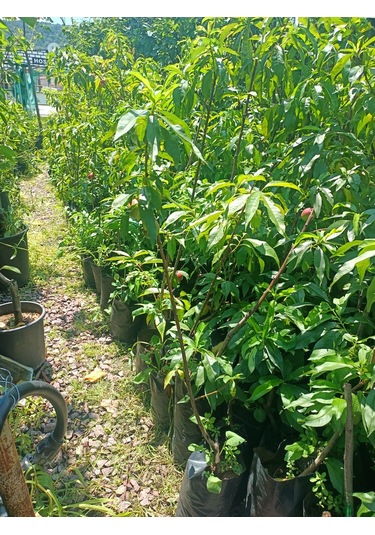 Yeşil Deniz Fidancılık Sweet Lady Nektarin Fidanı 70-120 Cm