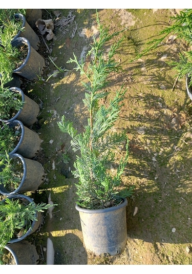 10 Adet Leylandi, Saksılı 70 cm Üzeri (Çit Çamı)