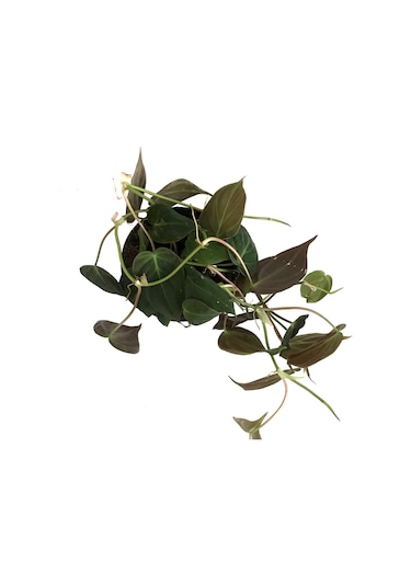 Philodendron Micans Ø12 CM Y25-30 CM