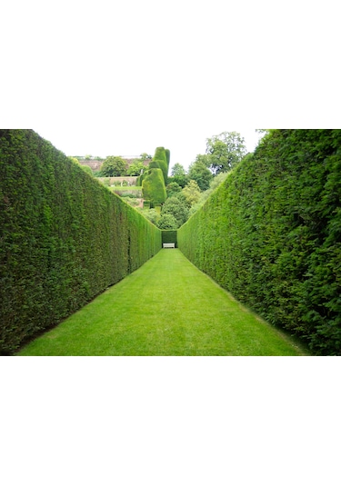 YEŞİL MAZI FİDANI 5 ADET -  ÇİT BİTKİSİ ( Thuja Orientalis )