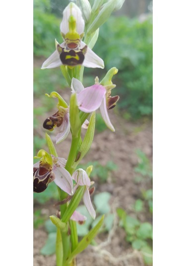 Dogal Salep Fidanı 3 Kg