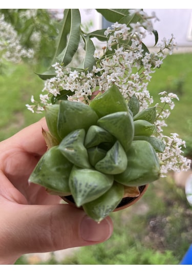 Blacksand Haworthia 1 Adet