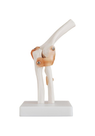 Dirsek Eklemi Modeli