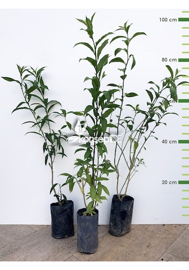 Melisa-Parfüm Çalısı-Gece Yasemini