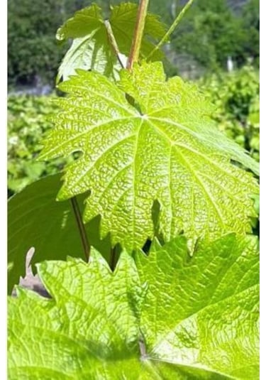 Tüplü Yapraklık Sarmalık Gölgelik Bağ Asma  Fidanı