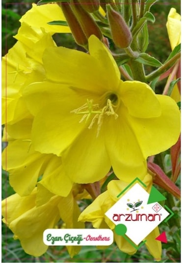 Arzuman Süs Bitki Ezan Çiçek Tohumu
