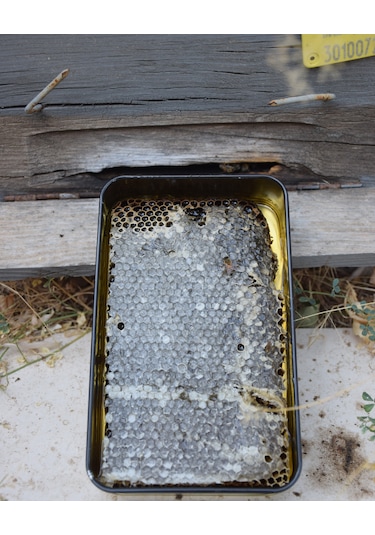 Şehri Şemdinli Petek Bal 1 KG