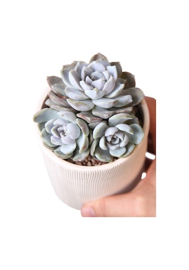 Echeveria Snow Bunny - Sukulent Haangarden