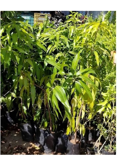 5 Yaş Aşılı Palmer Mango Fidanı,torbada