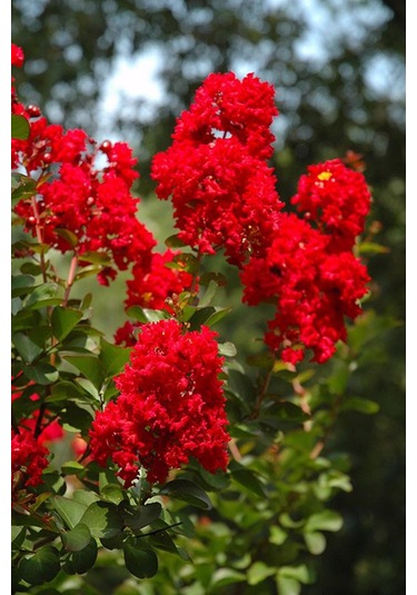 Siyah Oya Fidanı Kırmızı Çiçekli 1-2 Yaş Arası