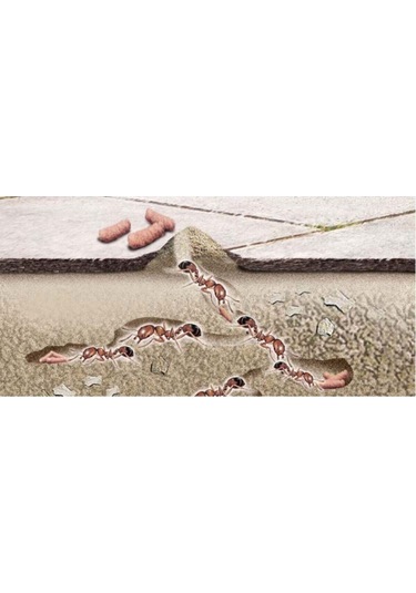 Bayer 5 Adet Habitro Karınca Ilacı Yemi 80 Gr