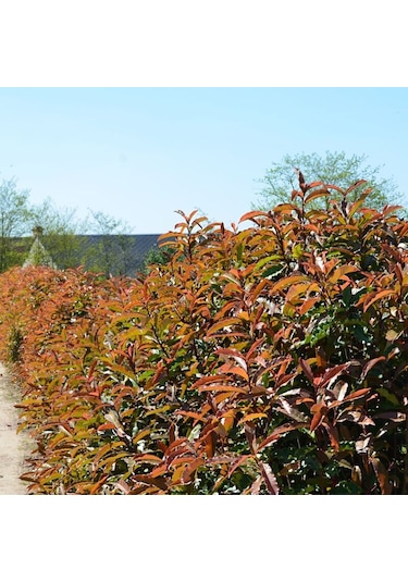 Alev Ağacı [BOYLU] 3 Yaş