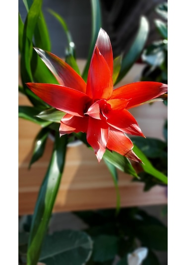 Guzmania Lingulata - Scarlet Star 303