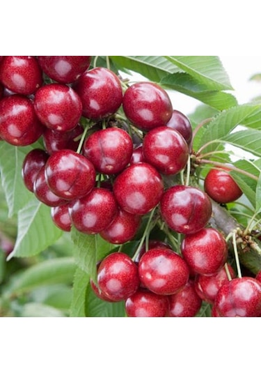 Sweet Heart Kiraz Fidanı Aşılı 80-100 Cm Tüplü