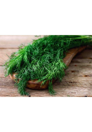 Yerli Dereotu Tohumu, Gönen Çeşidi, 1 Gram, 600 Adet