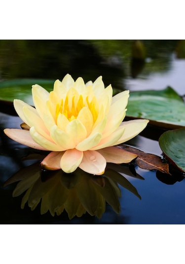4 Adet Karışık Renklerde Lotus Nilüfer Çiçeği Tohumu