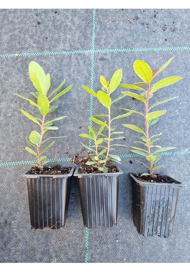 Kocayemiş Dağ Çileği 2 Adet