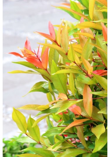 Alev Çalısı Fidanı Çit Bitkisi Photinia 80-90 Cm