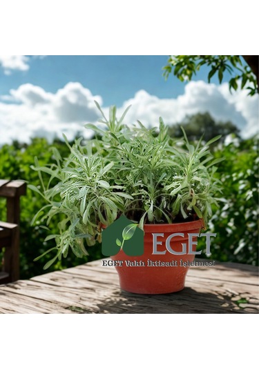 Eget Kül Gazanya Gazania Tomentosa