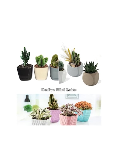 Karışık Zambak Çiçeği Tohumu 10 Adet Tohum+Mini Saksı+Torf