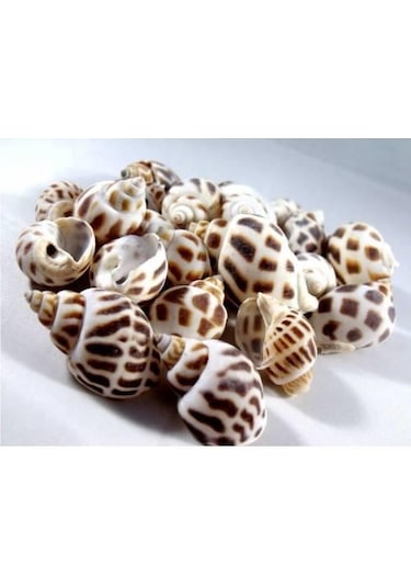 %100 NATUREL DOĞAL GERÇEK DENİZ KABUĞU 500 Gram -MMM4764