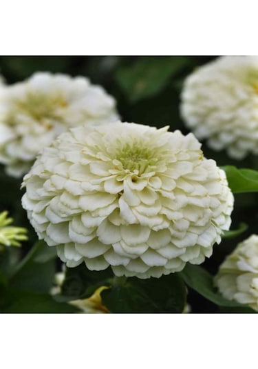 Beyaz Renk Zinnia Çiçeği Tohumu