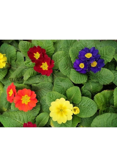 Videolu Çuha Marul Çiçeği Saksıda Karışık Renk 1 Adet 10-20 Cm Çiçekli Bodur Bitki Primula