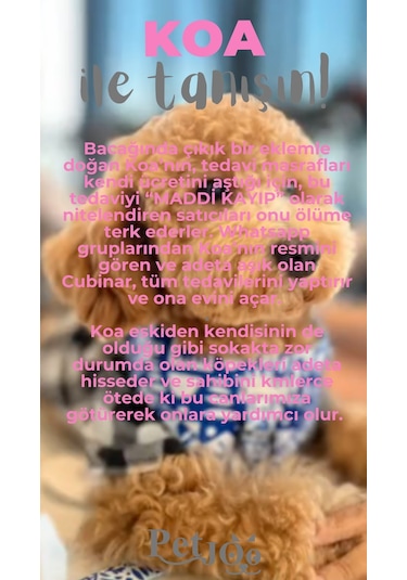 Petjoo 14.Koa Gri-Pembe Qr'lı Köpek Künyesi