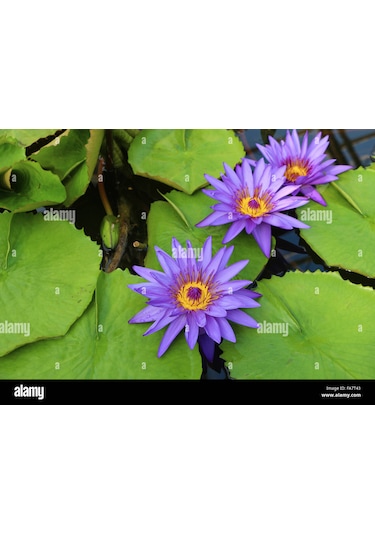 5 Adet Tohum Mor Lotus Su Çiçeği Tohumu Kaliteli Nilüfer Çiçek