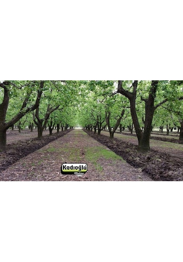 Kadıoğlu Eko Duyarga Taşıyıcı + 4lü Diskaro Kdm100