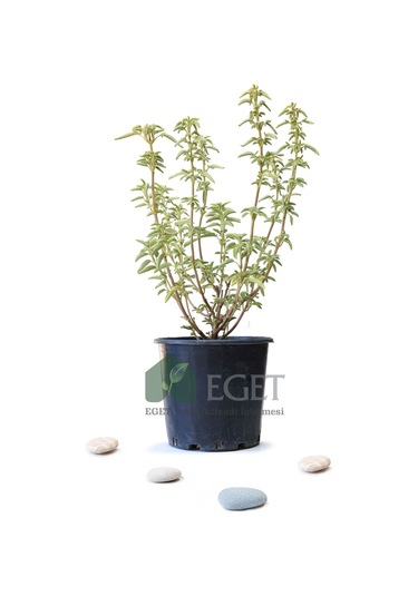 Anadolu Ada Çayı (Salvia fruticosa)- 3 lt Saksıda