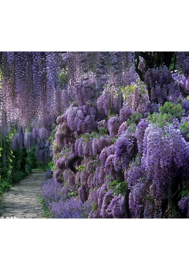 Tüplü Yoğun Kokulu Wisteria Sinensis Mor Salkım Fidanı 30-50 Cm