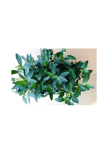 Saksılı Mini Boy Pepino Fidanı Fidesi 10-20 Cm