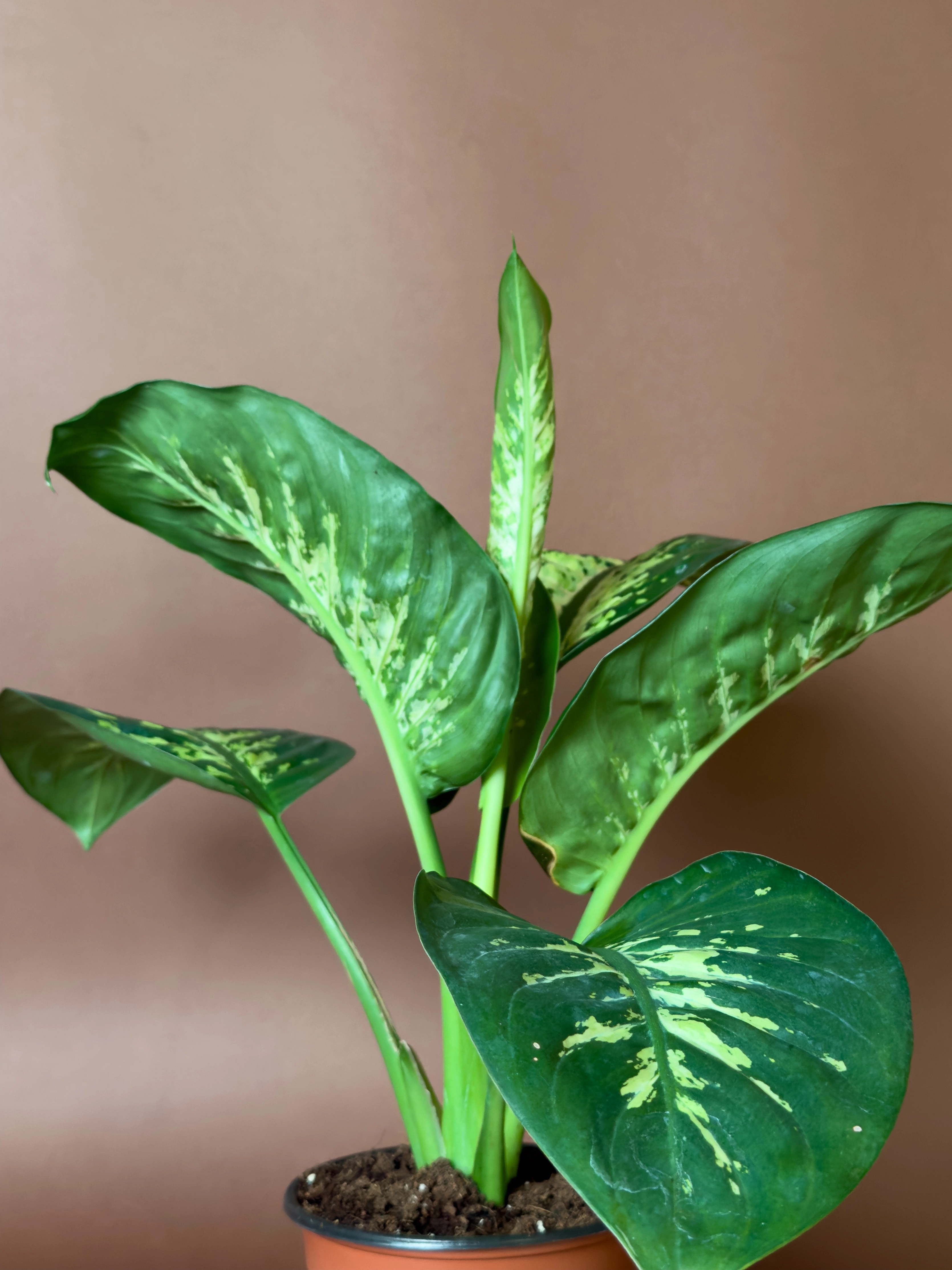 Difenbahya Dieffenbachia 36 Cm Mini Kompakt Form