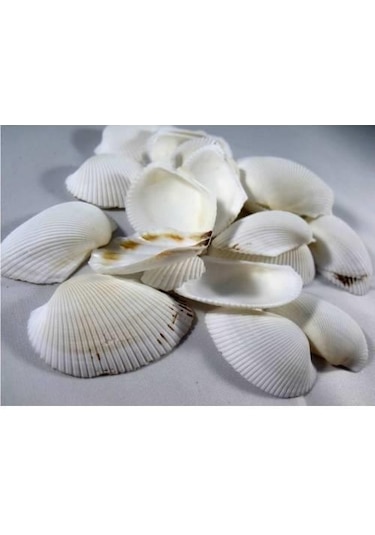%100 NATUREL DOĞAL GERÇEK DENİZ KABUĞU 500 Gram -MMM4767