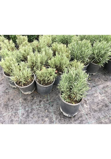 Lavanta Bitkisi , Lavanta Fidanı 20/25 Cm Lavanta