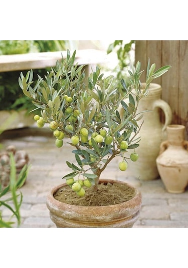Bodur Bonsai Zeytin Aac Tohumu Ekim Seti 3 Adet Tohum + Toprak + Saks  Fiyatlar ve zellikleri