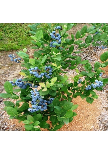 Yaban Mersini Fidanı 50-60 Cm