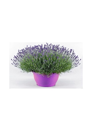 Arzuman Lavanta Çiçeği Tohumu 100 Adet