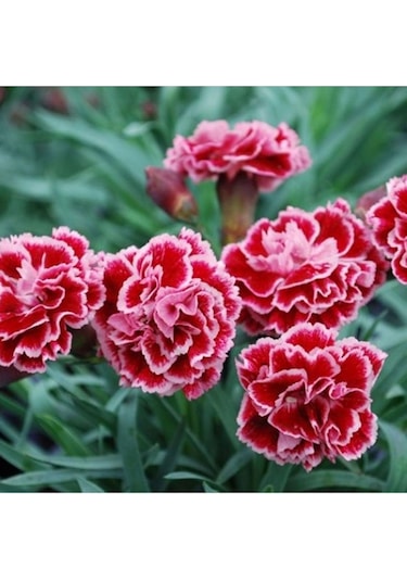 Karanfil Tohumu 6 Paket