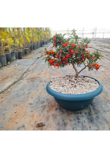 Bonsai Ateş Dikeni Pyracantha 5-6 Yaş