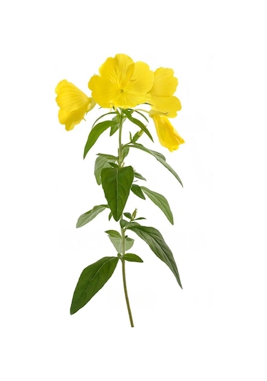 Intense Natural Çuha Çiçeği Tohumu Yağı 20 ML