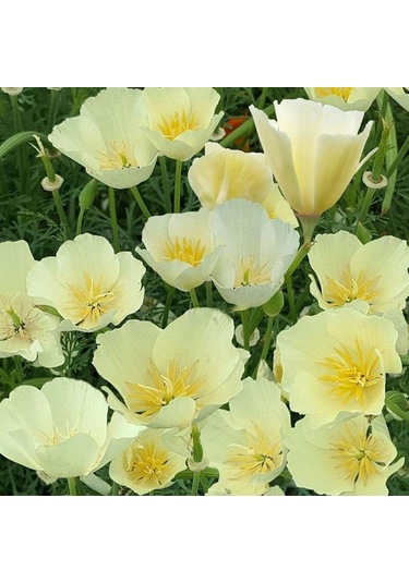 Beyaz Kaliforniya Gelincik Papaver Çiçeği Tohumu 100 Tohum 1 Set