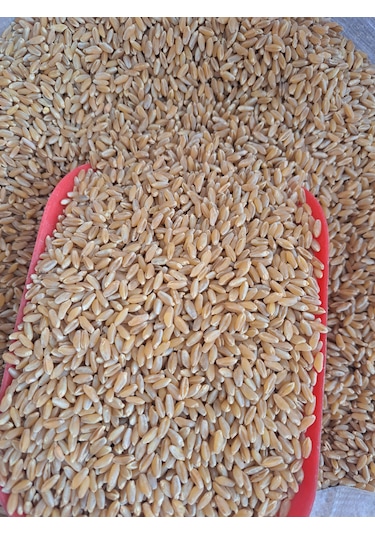 Elenmiş Buğday Makarnalık Güvercin Tavuk Ördek Kaz Hindi Yemi 5kg