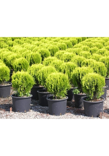 Altuni Top Mazı Thuja Orientalis Aurea Compacta Nana 5 Adet
