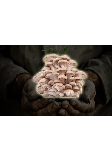 1000 Adet İstiridye Kavak Kayın Yaprak Mantarı Tohumu + Ekim Poşeti 1 adet