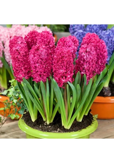 Hyacinthus Jan Boss Sümbül Soğanı 3 Adet